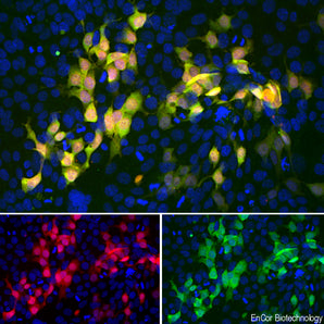 Immunofluorescent analysis of HEK293 cells stably transduced with a lentiviral vector expressing mCherry-HA construct (red) and stained with mouse mAb to mCherry, MCA-5A6, dilution 1:500 in green. The blue is Hoechst staining of nuclear DNA. The MCA-5A6 antibody reveals the mCherry protein expressed only in transduced cells which appear golden in color. Untransduced cells expressing no mCherry are not recognized by the MCA-5A6 antibody and so only their nuclei are visible.