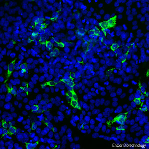 HEK293 cells were transfected with the DNA encoding the S-protein segment in <a href="https://encorbio.com/product/prot-sars-cov2-bd/" target="_blank" rel="noopener noreferrer">PROT-SARS-CoV2-bd</a> which was inserted in the pCI-Neo-Mod expression vector (5). The MCA-2G1 produces clean and specific staining of transfected cells which stain identically with <a href="https://encorbio.com/product/rpca-sars-cov2-bd/" target="_blank" rel="noopener">RPCA-SARS-CoV2-bd</a>, our rabbit polyclonal antibod