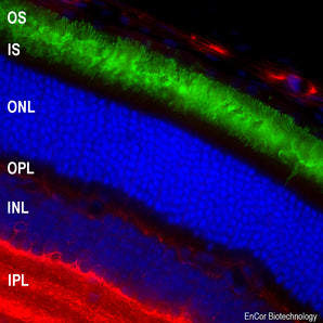 Immunofluorescent analysis of mouse retina section stained with mouse mAb to rhodopsin, MCA-A531, dilution 1:2,000, in green, and costained with rabbit pAb to GAP43, <a href="https://encorbio.com/product/rpca-gap43/" target="_blank" rel="noopener">RPCA-GAP43</a>, dilution 1:1,000 in red. The blue is Hoechst staining of nuclear DNA. Rhodopsin antibody reveals rhodopsin protein in rod cell membranes located in outer segments of photoreceptors layer (OS) of retina. GAP43 antibody stains axons of ne