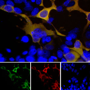 Immunofluorescent analysis of transfected HEK293 cells with a GFP fusion protein construct, in green, and stained with chicken pAb to GFP, CPCA-GFP, dilution 1:1,000, in red. The blue is DAPI staining of nuclear DNA. The CPCA-GFP antibody reveals GFP protein expressed only in transfected cells, and as a result these cells appear golden yellow in color. Top, merged image, bottom individual channels.