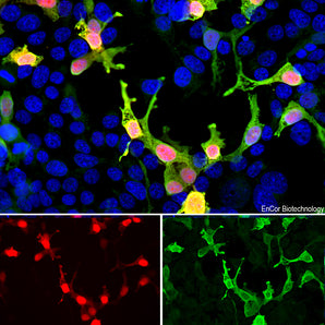 Immunofluorescent analysis of HEK293 cells transfected with mCherry-HA construct (red) and stained with goat pAb to mCherry, GPCA-mCherry, dilution 1:2,000, in green. The blue is Hoechst staining of nuclear DNA. The GPCA-mCherry antibody reveals mCherry protein expressed only in transfected cells which appear golden in color. Untransfected cells expressing no mCherry are not recognized by the antibody, as a result only their nuclei are visible.