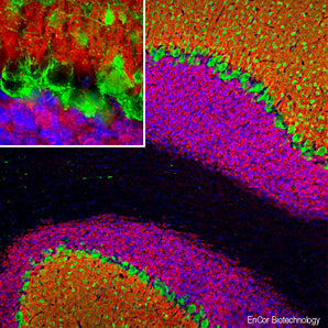 Immunofluorescent analysis of rat brain cerebellum section stained with chicken pAb to VLP, CPCA-VLP1, dilution 1:2,000 in red, and costained with mouse mAb to parvalbumin, <a href="https://encorbio.com/product/mca-3c9/">MCA-3C9</a>, dilution 1:1,000, in green. Following transcardial perfusion of rat with 4% paraformaldehyde, brain was post fixed for 24 hours, cut to 45 μM, and free-floating sections were stained with above antibodies. The VLP1 antibody reveals the protein expressed in the granu