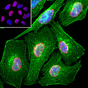 Immunofluorescent analysis of HeLa cells stained with chicken pAb to lamin A/C, CPCA-LaminAC, dilution 1:2,000 in red, and costained with mouse mAb to actin, <a href="https://encorbio.com/product/mca-5j11/" target="_blank" rel="noopener">MCA-5J11</a>, dilution 1:500, in green. The blue is Hoechst staining of nuclear DNA. The CPCA-LaminAC antibody specifically labels the nuclear lamina, while the actin antibody stains the submembranous actin-rich cytoskeleton, stress fibers and bundles of actin a