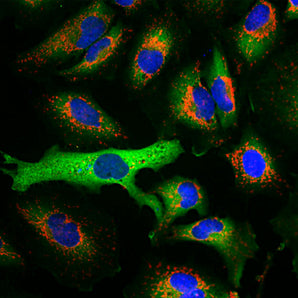 Immunofluorescent analysis of HeLa cells stained with mouse mAb to HSP27, MCA-6H11, dilution 1:2,000 in green, and costained with chicken pAb to HSP60, <a href="http;://encorbio.com/product/cpca-hsp60" target="_blank" rel="noopener">CPCA-HSP60</a>, dilution 1:2,000 in red. Blue is DAPI staining of nuclear DNA. The MCA-6H11 antibody produces strong cytoplasm staining, while the HSP60 antibody specifically labels mitochondria.