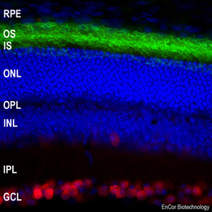 Immunofluorescent analysis of mouse retina section stained with mouse mAb to rhodopsin, MCA-B630, dilution 1:2,000, in green, and costained with rabbit pAb to Fox3/NeuN, <a href="http://encorbio.com/product/rpca-fox3"  target="_blank" rel="noopener">RPCA-FOX3</a>, dilution 1:5,000 in red. The blue is Hoechst staining of nuclear DNA. Rhodopsin antibody reveals the rod cell membranes located in photoreceptor outer segments (OS) layer of the retina. The Fox3/NeuN antibody selectively stains the nuc