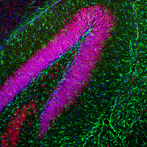 Immunofluorescent analysis of a section of mouse hippocampus stained with chicken pAb to GFAP, CPCA-GFAP, dilution 1:5,000 in green and costained with rabbit pAb to FOX3/NeuN, <a href="http://encorbio.com/products/rpca-fox3" target="_blank" rel="noopener">RPCA-FOX3</a>, dilution 1:5,000, in red. The blue is Hoechst staining of nuclear DNA. Following transcardial perfusion with 4% paraformaldehyde, mouse brain was post fixed for 24 hours, cut to 45μM, and free-floating sections were stained with 