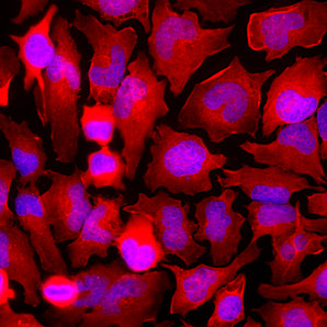 Immunofluorescent analysis of HeLa cells stained with rabbit pAb to GAPDH, RPCA-GAPDH, dilution 1:2,000 in red. Blue is Hoechst staining of nuclear DNA. The RPCA-GAPDH antibody produces diffuse cytoplasmic staining of cells.