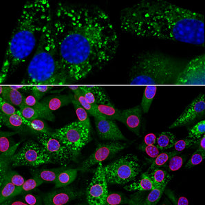 Immunofluorescent analysis of an NIH-3T3 cell culture stained with mouse mAb to ubiquilin 2, MCA-6H9, dilution 1:1,000 in green, and costained with chicken pAb to lamin A/C, <a href="http://encorbio.com/products/CPCA-laminac">CPCA-Lamin A/C</a> dilution 1:5,000 in red. The blue is DAPI staining of nuclear DNA. The cells were treated with 50µM of chloroquine, an inhibitor of autophagy, for 16 hours prior to staining. The MCA-6H9 antibody reveals punctate staining of ubiquilin 2 protein accumulate