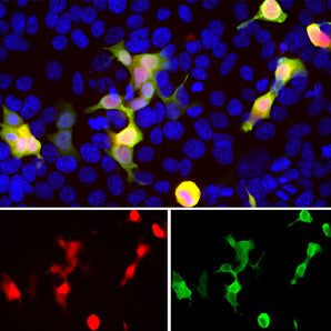 HEK293 cells transfected with a mCherry, stained with CPCA-mCherry antibody and viewed in a confocal microscope. Most HEK293 cells are not transfected so only the nucleus of these cells can be visualized with a blue DNA stain. Cells which are transfected with mCherry are bright red, and staining with CPCA-mCherry is shown in Green. The green antibody staining is only seen cells which express mCherry, as expected, and the superimposition of the green and red results in an orange signal. Interesti