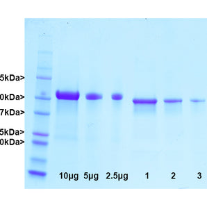 &nbsp;&nbsp;&nbsp;&nbsp;&nbsp;&nbsp;Pig GFAP was purified by a modification of the method of Leung and Liem (1). Cytoskeletal material was prepared by homogenization, detergent extraction and centrifugation to produce a pellet containing intermediate filaments and other stable protein complexes. This material was dissolved in 6M urea and separated by ion exchange chromatography on hydroxyapatite and then on a phosphate gradient on DEAE-cellulose to produce pure GFAP. The gel shows molecular weig