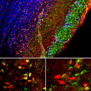 Immunofluorescent analysis of mouse brain olfactory bulb section stained with chicken pAb to secretagogin, CPCA-SCGN, dilution 1:1,000, in red, and costained with mouse mAb to calretinin, <a href="https://encorbio.com/product/mca-3g9/" target="_blank" rel="noopener">MCA-3G9</a>, dilution 1:500 in green. The blue is Hoechst staining of nuclear DNA. Following transcardial perfusion with 4% paraformaldehyde, brain was post fixed for 24 hours, cut to 45μM, and free-floating sections were stained wit