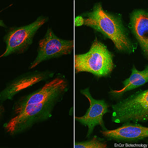 Immunofluorescent analysis of HeLa cells stained with mouse mAb to annexin A5, MCA-6A12, dilution 1:1,000 in green, and costained with chicken pAb to vimentin, <a href="http://encorbio.com/product/cpca-vim" target="_blank" rel="noopener">CPCA-Vim</a>, dilution 1:2,000 in red. The blue is Hoechst staining of nuclear DNA. Hela cells were grown under normal conditions, on the left, or treated with 15mM Pentoxifyline for 24 hours, on the right. Pentoxyifyline activates apoptosis in these cells and a