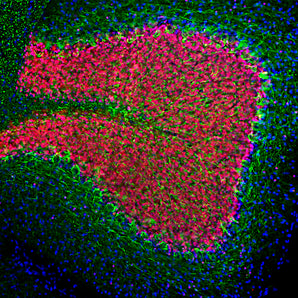 Immunofluorescent analysis of rat cerebellum section stained with chicken pAb to NF-L, CPCA-NF-L, dilution 1:2,000 in green, and costained with mouse mAb to FOX3/NeuN, <a href="http://encorbio.com/products/mca-1b7/">MCA-1B7</a>, dilution 1:5,000 in red. Following transcardial perfusion of rat with 4% paraformaldehyde, brain was post fixed for 24 hours, cut to 45μM, and free-floating sections were stained with above antibodies. CPCA-NF-L antibody labels perikarya and processes of neuronal cells, 