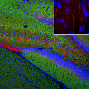 Immunofluorescent analysis of a rat brain section stained with rabbit pAb to ankyrin 3, RPCA-ANK3, dilution 1:1,000, in red and costained with mouse mAb to MAP2, <a href="http://encorbio.com/product/mca-2c4"  target="_blank" rel="noopener">MCA-2C4</a>, dilution 1:5,000 in green. The blue is Hoechst staining of nuclear DNA. Following transcardial perfusion of rat with 4% paraformaldehyde, brain was post fixed for 24 hours, cut to 45μM, and free-floating sections were stained with above antibodies