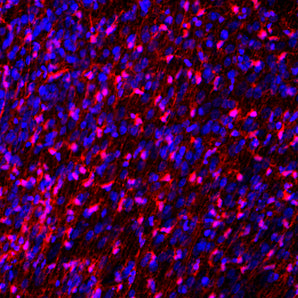 Immunofluorescent analysis rat embryonic brain section stained with rabbit pAb to FABP7, RPCA-FABP7, dilution 1:1,000 in red. The blue is Hoechst staining of nuclear DNA. The FABP7 antibody stains developing astrocytes and radial glial cells.