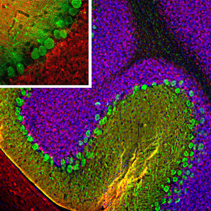 Immunofluorescent analysis of rat cerebellum section stained with rabbit pAb to calretinin, RPCA-Calret, dilution 1:5,000 in red, and costained with mouse mAb to calbindin, <a href="http://encorbio.com/products/mca-4h7/">MCA-4H7</a>, 1:1,000 in green. Following transcardial perfusion of rat with 4% paraformaldehyde, brain was post fixed for 24 hours, cut to 45μM, and free-floating sections were stained with the above antibodies. The calretinin antibody stains interneurons predominantly in the mo