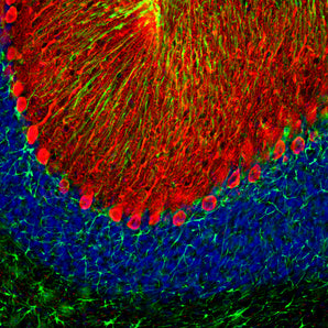 Immunofluorescent analysis of rat brain cerebellum section stained with mouse mAb to calbindin, MCA-5A9, dilution 1:2,000, in red, and costained with rabbit pAb to GFAP, <a href="http://encorbio.com/products/rpca-gfap" target="_blank" rel="noopener">RPCA-GFAP</a>, dilution 1:5,000 in green. The blue is Hoechst staining of nuclear DNA. Following transcardial perfusion with 4% paraformaldehyde, brain was post fixed for 24 hours, cut to 45μM, and free-floating sections were stained with the above a