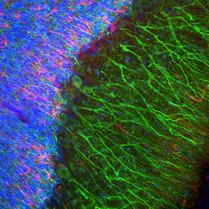 Immunofluorescent analysis of a section of cerebellum from an adult rat stained with rabbit pAb to Microtubule Associated Protein 2D (MAP2D), RPCA-MAP2D, dilution 1:2,000 in green, and costained with mouse mAb to Glial Fibrillary Acidic Protein (GFAP), <a href="https://encorbio.com/product/MCA-5C10" target="_blank" rel="noopener">MCA-5C10</a>, dilution 1:1,000 in red. The blue is Hoechst staining of nuclear DNA. The MAP2 antibody stains dendrites and perikarya of neurons, while the GFAP antibody