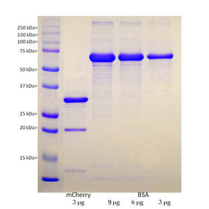 &nbsp;&nbsp;&nbsp;&nbsp;&nbsp;&nbsp;The lane on the left contains Biorad SDS-PAGE molecular weight standards of the indicated molecular size. His-tagged recombinant mCherry was run out on an SDS-PAGE gel at 3µg in the second lane. BSA was also run at 9µg, 6µg and 3µg in the next lanes as indicated. The vector adds an C-terminal His-tag which was use to purify the protein and this adds about 5kDa to the molecule, which therefore runs at about 34kDa. The mCherry protein is known to be somewhat uns