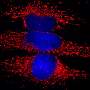 Immunofluorescent analysis of HeLa cells stained with mouse mAb to heat shock protein 60 (HSP60), MCA-1C7, dilution 1:5,000, in red. Blue is DAPI staining of nuclear DNA. MCA-1C7 antibody produces strong and specific staining of mitochondria.