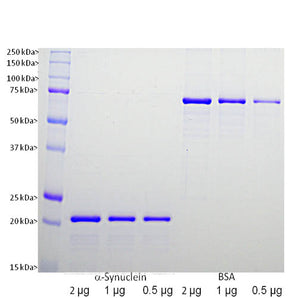 Coomassie Brilliant Blue stained SDS-PAGE gel of recombinant &alpha;-synuclein expressed in and purified from <em>E. coli</em>. Different loadings of pure &alpha;-synuclein are in the three indicated lanes on the left, while similar amounts of BSA are in the right three lanes. Protein molecular weight standards are in the first lane and apparent molecular weights are as indicated.