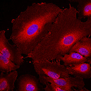 Immunofluorescent analysis of HeLa cells stained with mouse mAb to 14-3-3η, MCA-3G12, dilution 1:1,000 in red. Blue is DAPI staining of nuclear DNA. The MCA-3G12 antibody reveals the diffuse cytoplasmic distribution of 14-3-3η protein with higher concentration in the perinuclear region.