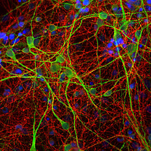 Immunofluorescent analysis of cortical neuron-glial cell culture from E20 rat stained with mouse mAb to GAP43, MCA-3H14, dilution 1:1,000, in red, and costained with chicken pAb to MAP2, <a href="http://encorbio.com/products/cpca-map2" target="_blank" rel="noopener">CPCA-MAP2</a>, dilution 1:10,000, in green. The blue is DAPI staining of nuclear DNA. GAP43 antibody labels protein expressed in the axonal membrane of the neuronal cells, while the MAP2 antibody stains dendrites and perikarya of neu